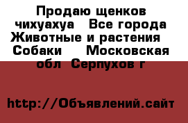 Продаю щенков чихуахуа - Все города Животные и растения » Собаки   . Московская обл.,Серпухов г.